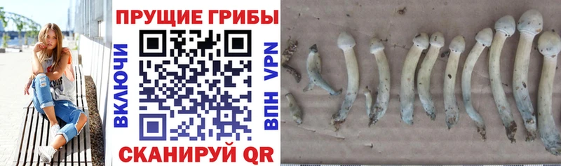 Галлюциногенные грибы Psilocybe  Черноголовка 